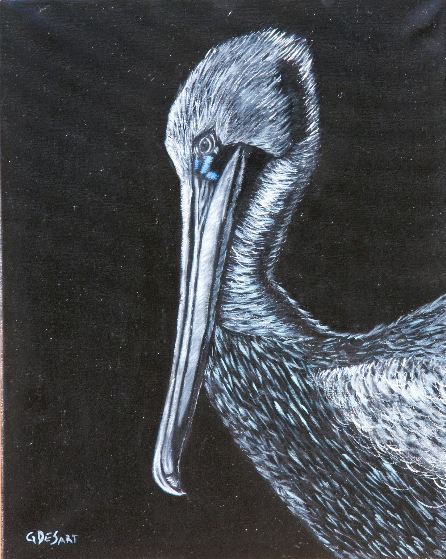 Priscilla the Pelican