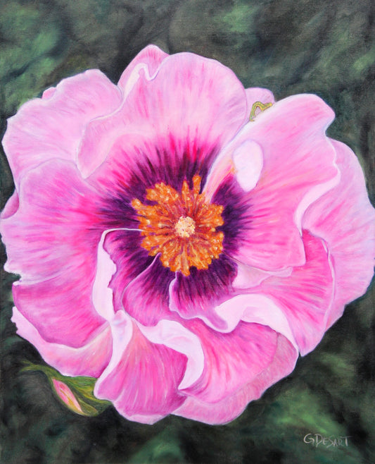 Pansies Buddy